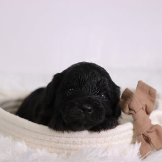 Zeb - Available 11/12