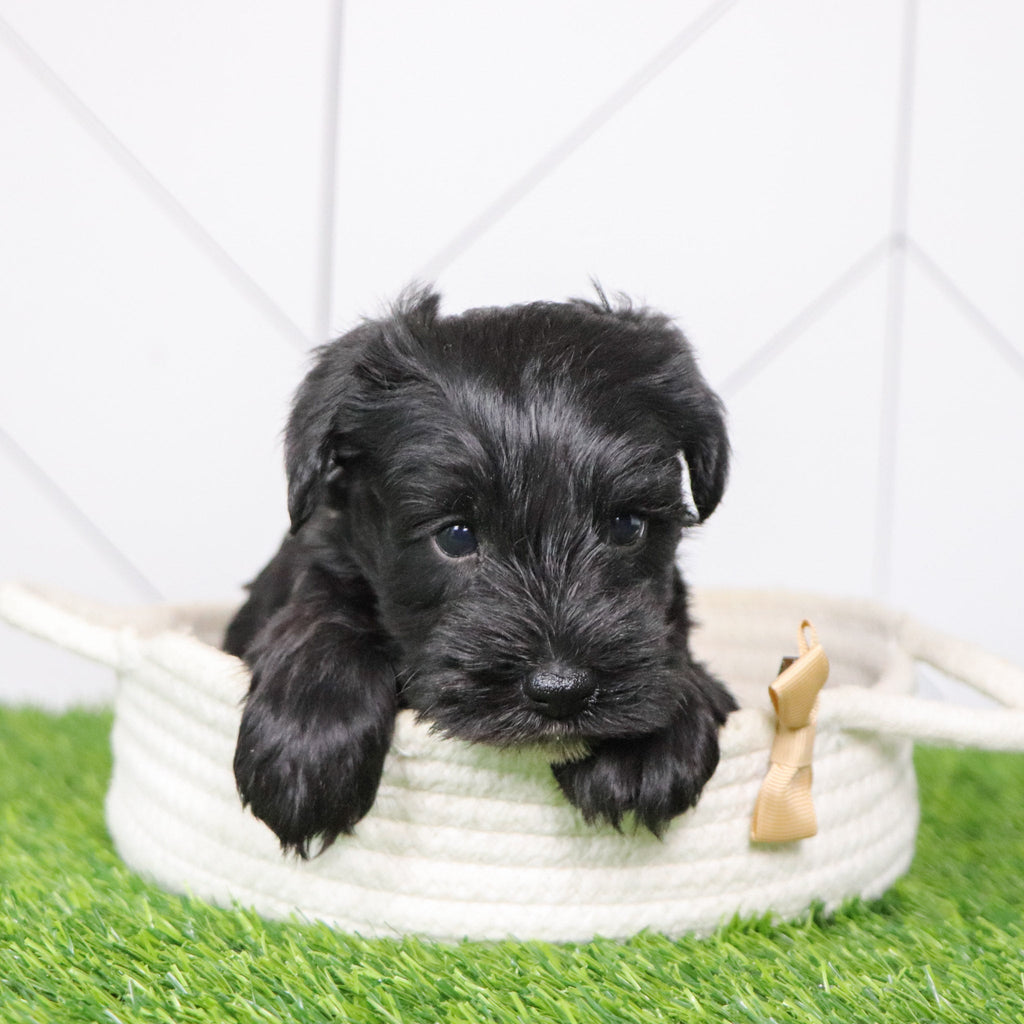 Zest - Available 2/4