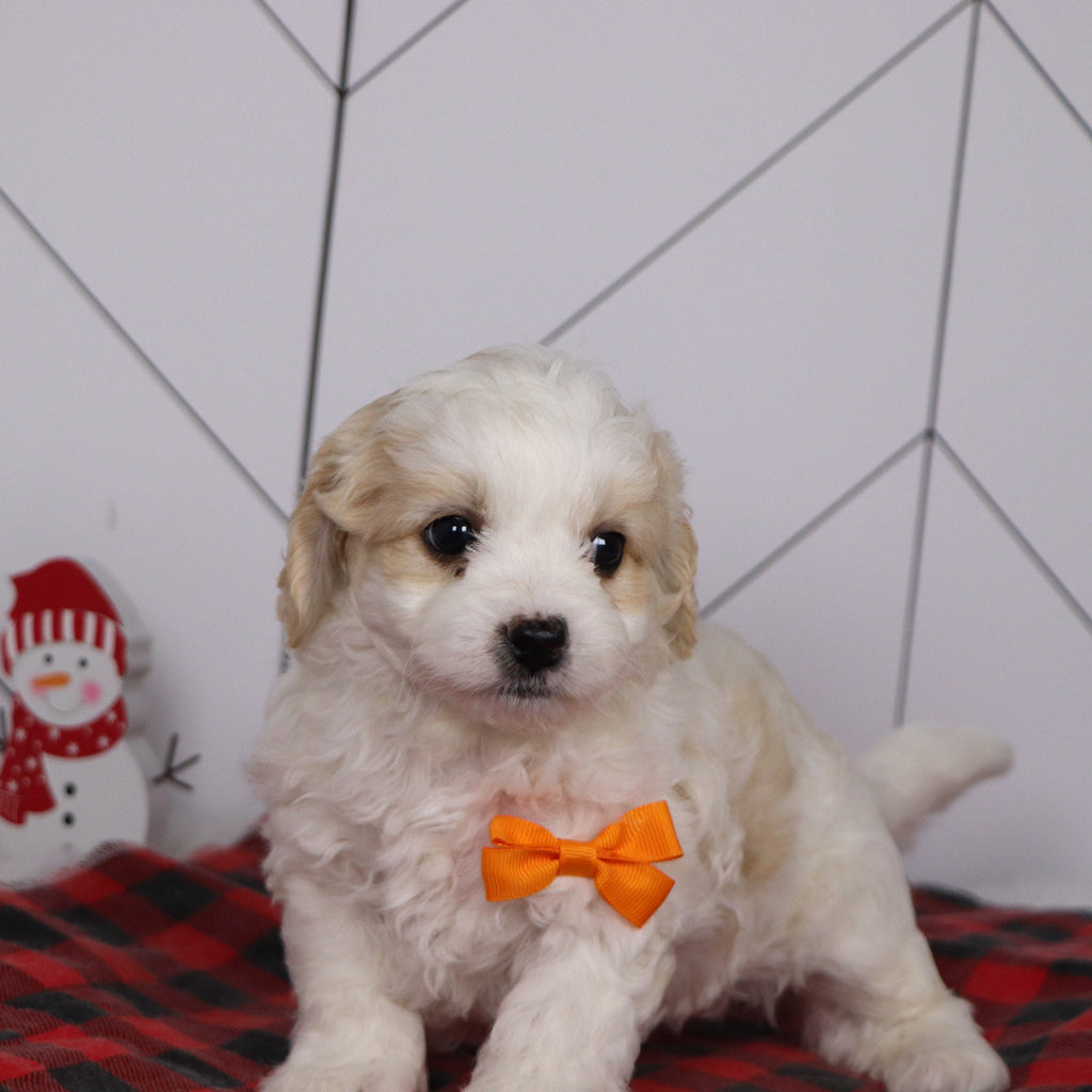 Ziggy - Available 1/8