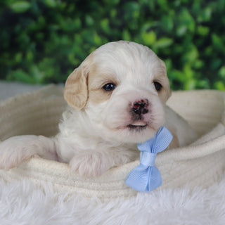 Ziggy - Available 1/8