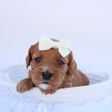 Zoey - available 11/14