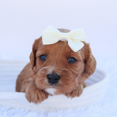 Zoey - available 11/14