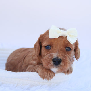 Zoey - available 11/14