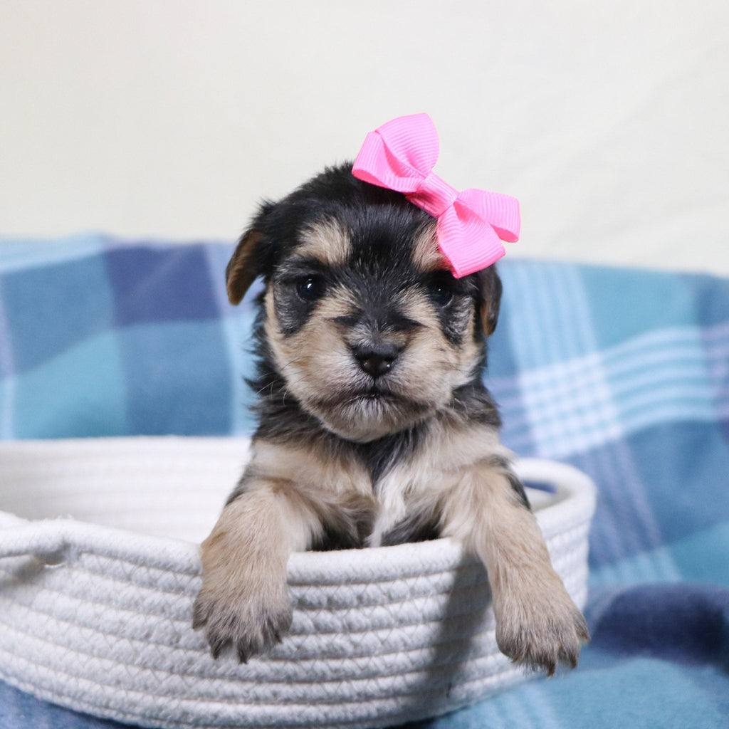 Zula - Available 2/11