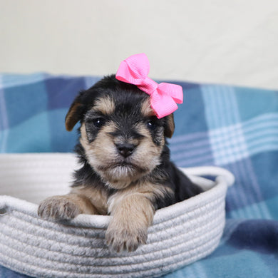 Zula - Available 2/11