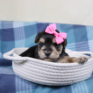 Zula - Available 2/11