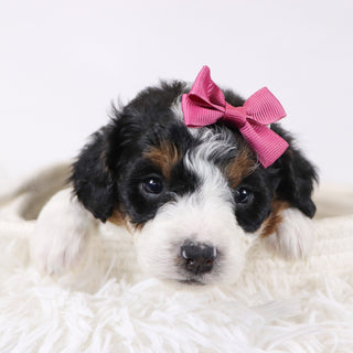 Adele - Available 12/17