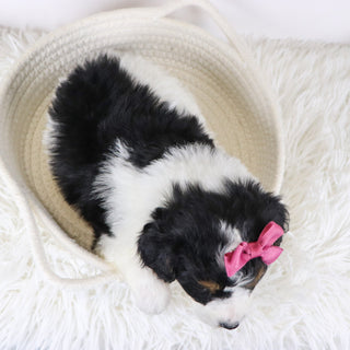 Adele - Available 12/17