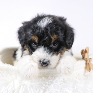 Caleb - Available 12/17