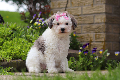 Daphne - Available 5/7