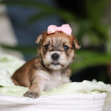 Pam - Available 4/30