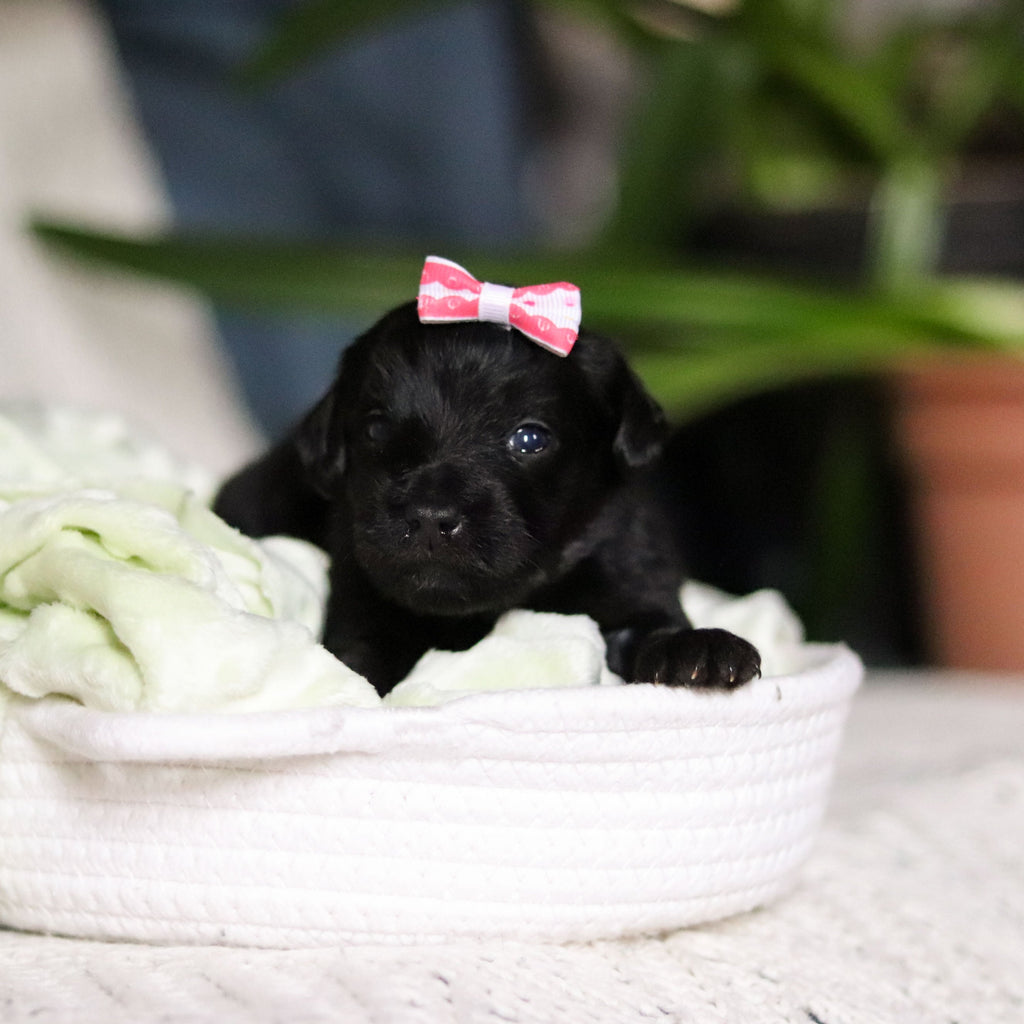 Nala - Available May 7