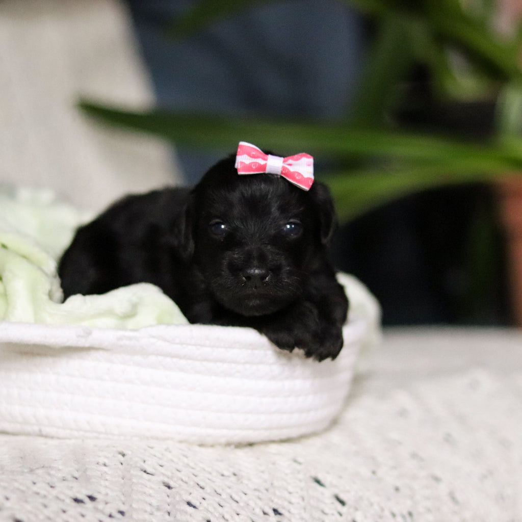 Nala - Available May 7