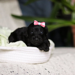 Nala - Available May 7