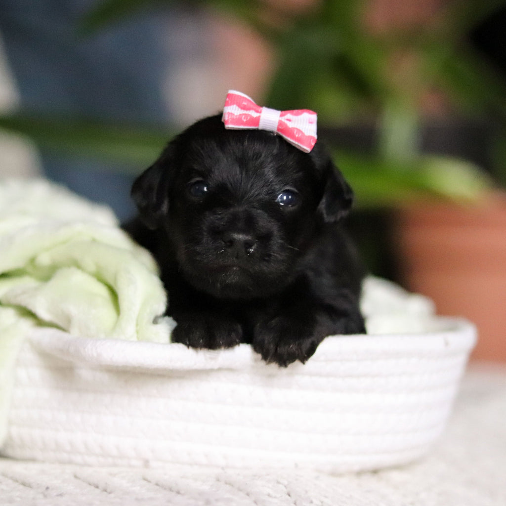 Nala - Available May 7
