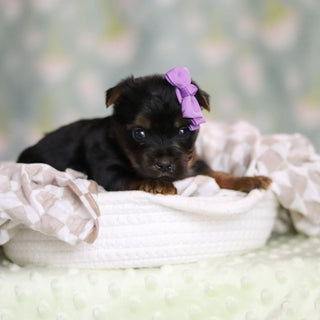 Starlet - Available 6/25