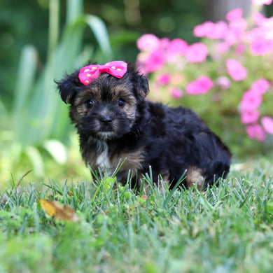 Sunny - Available 8/6