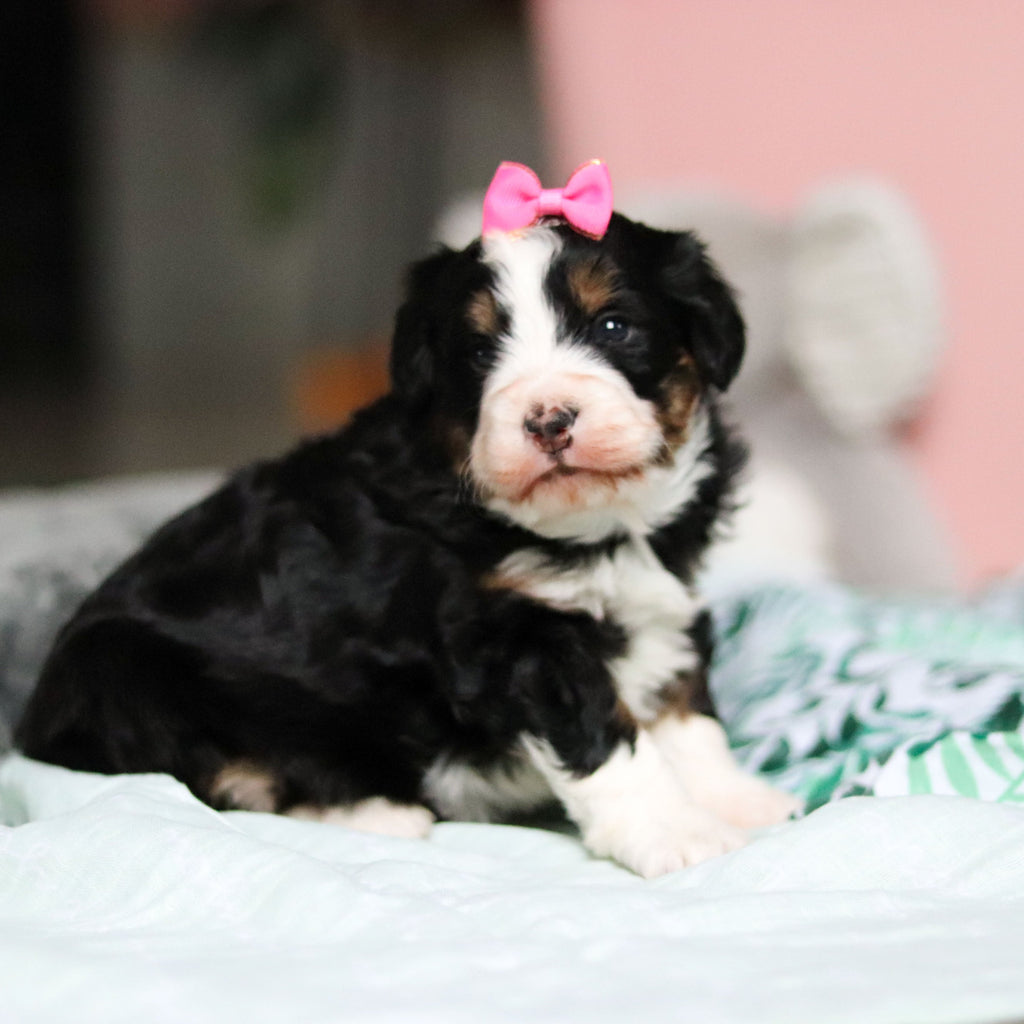 Wendy - Available 4/30