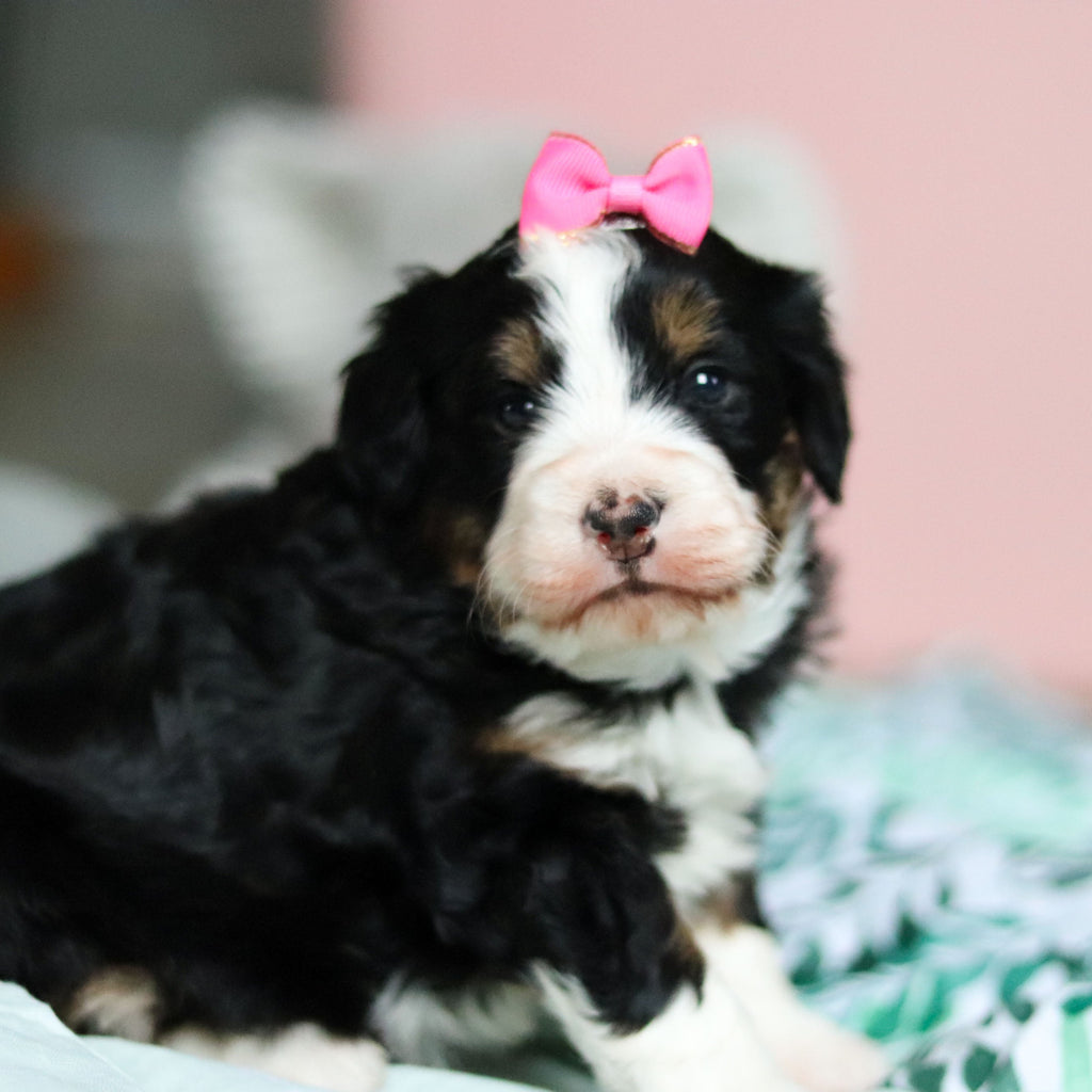 Wendy - Available 4/30