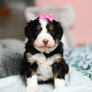 Wendy - Available 4/30