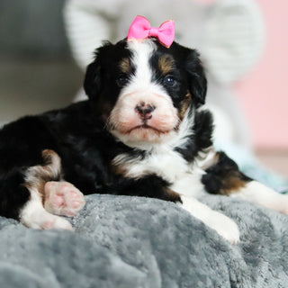 Wendy - Available 4/30