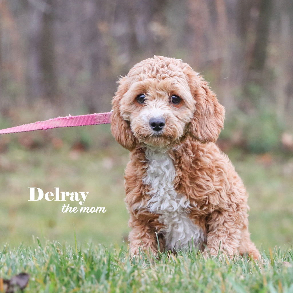 Dublin - Available 1/8