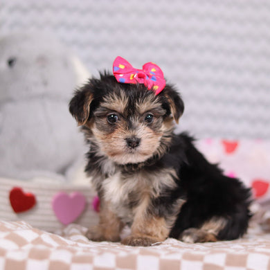 Victoria - Available 2/12