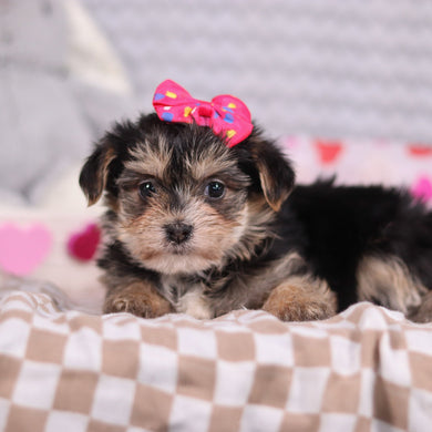 Victoria - Available 2/12