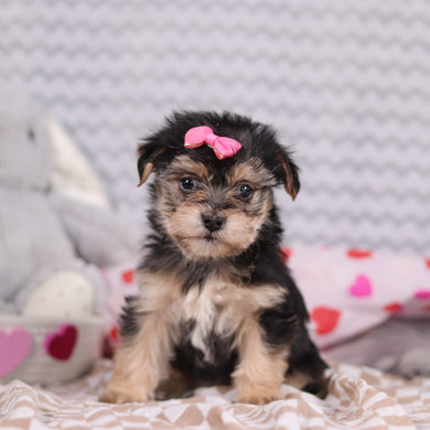 Zula - Available 2/12