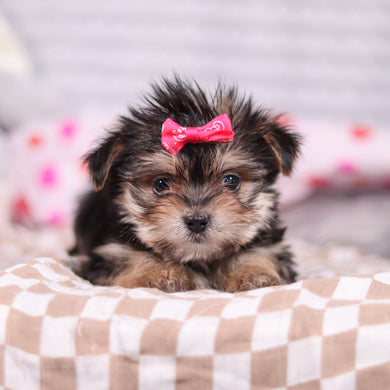 Inez - Available 2/12