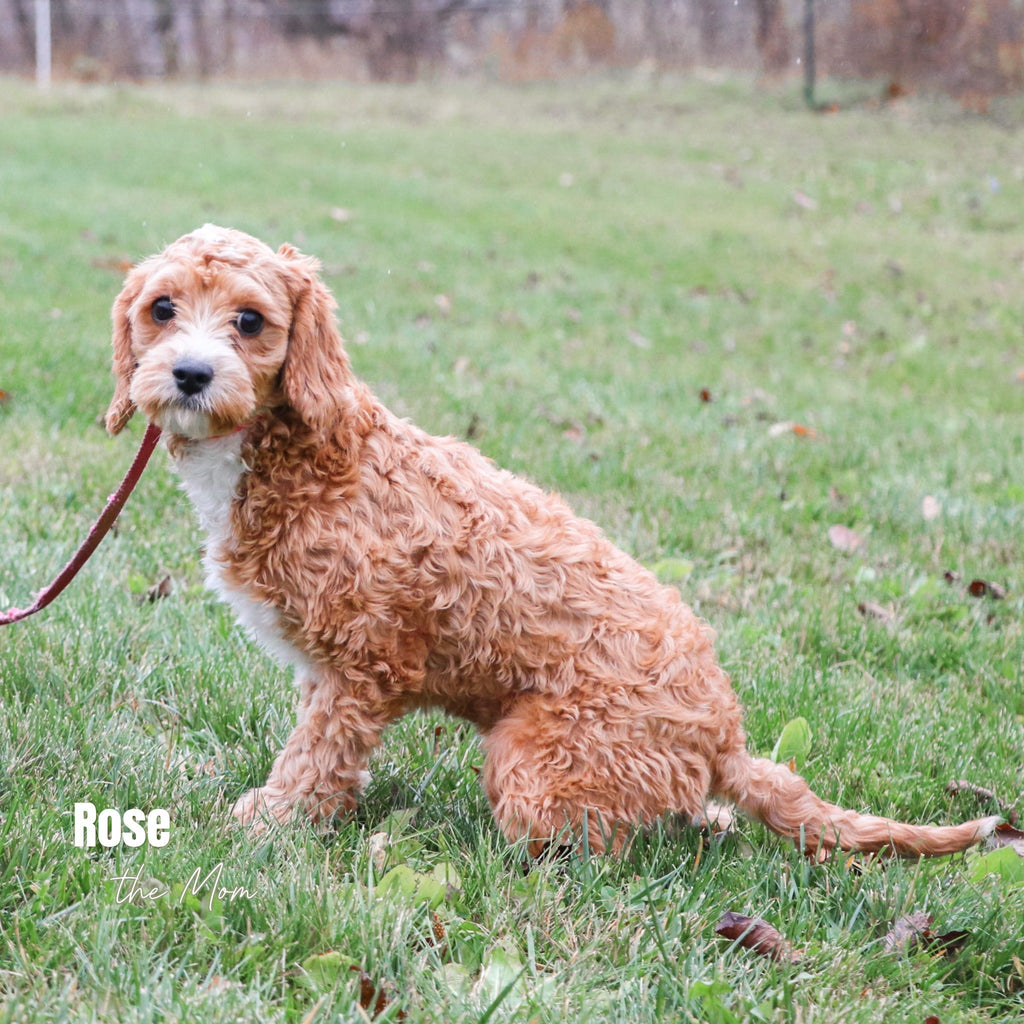 Adriana - Available 12/17