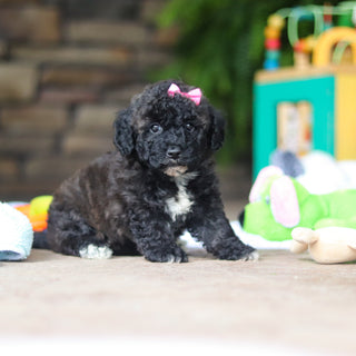 Debbie - Available 8/6