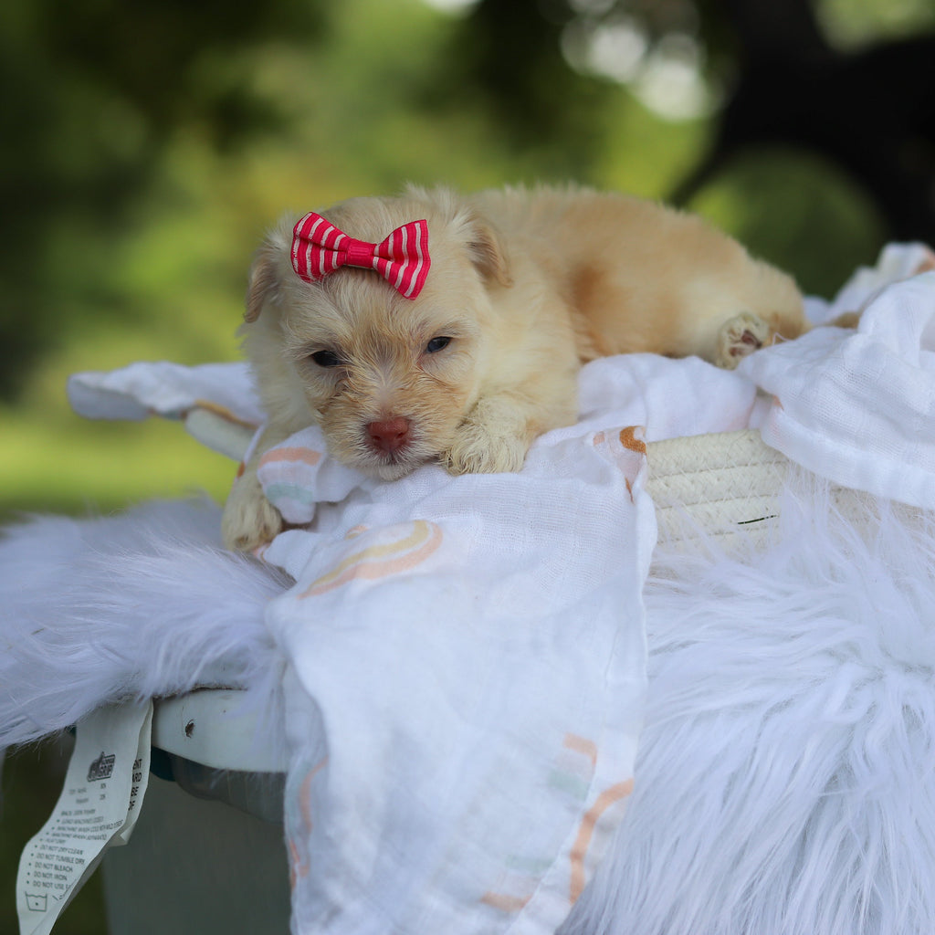 Penelope - Available 8/13