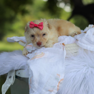 Penelope - Available 8/13