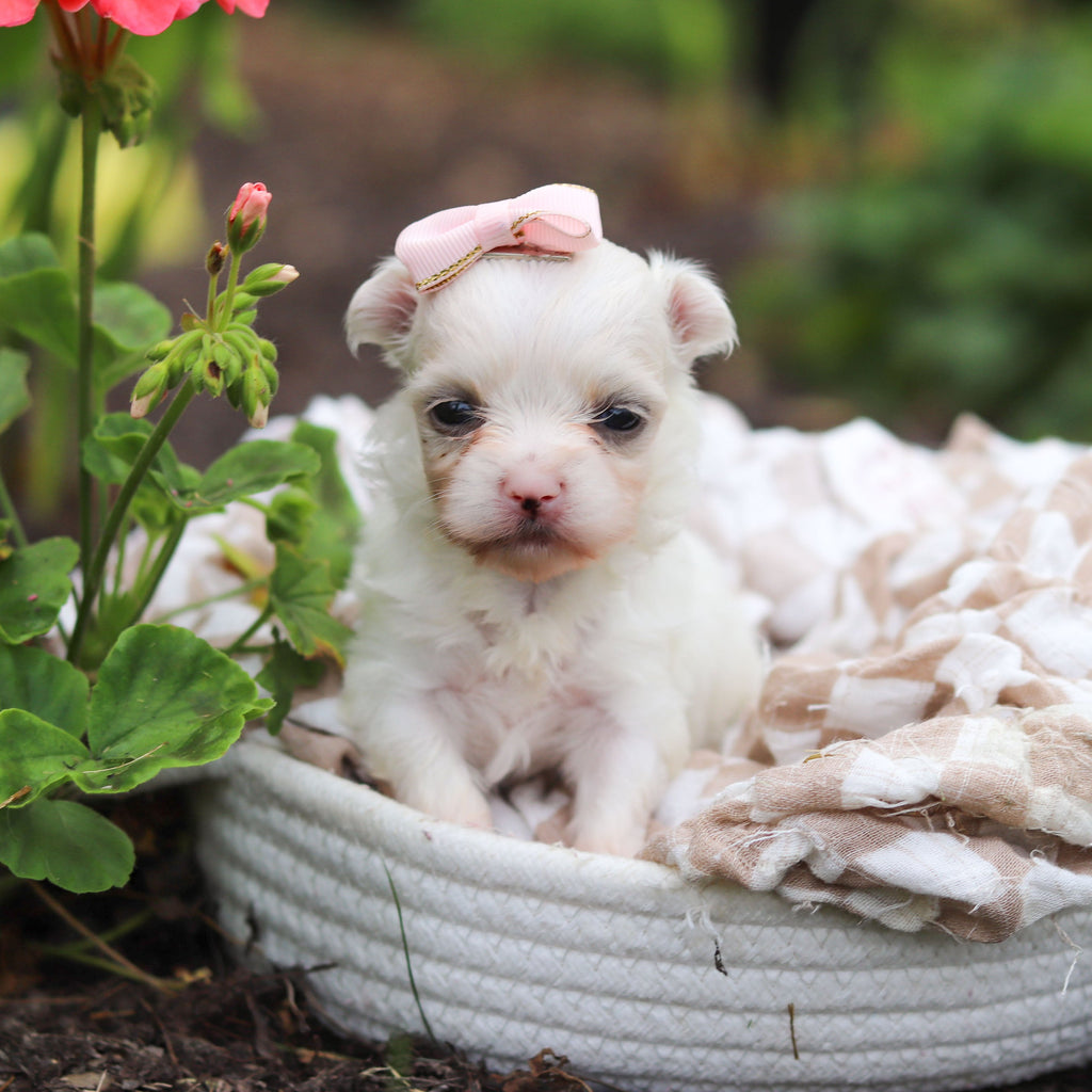 Winifred - Available Now