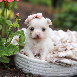 Winifred - Available Now