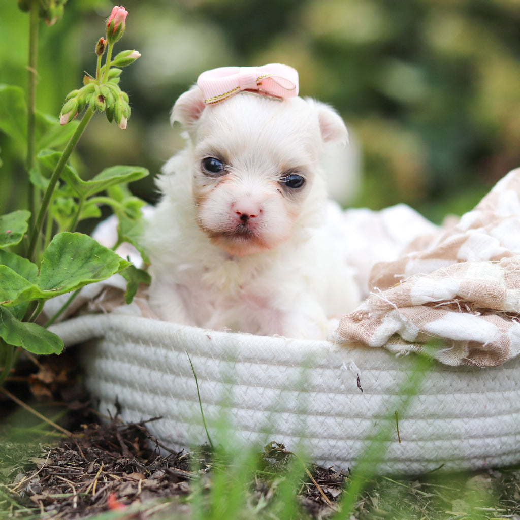 Winifred - Available Now