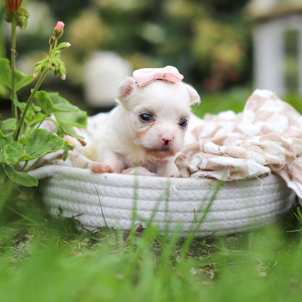 Winifred - Available Now