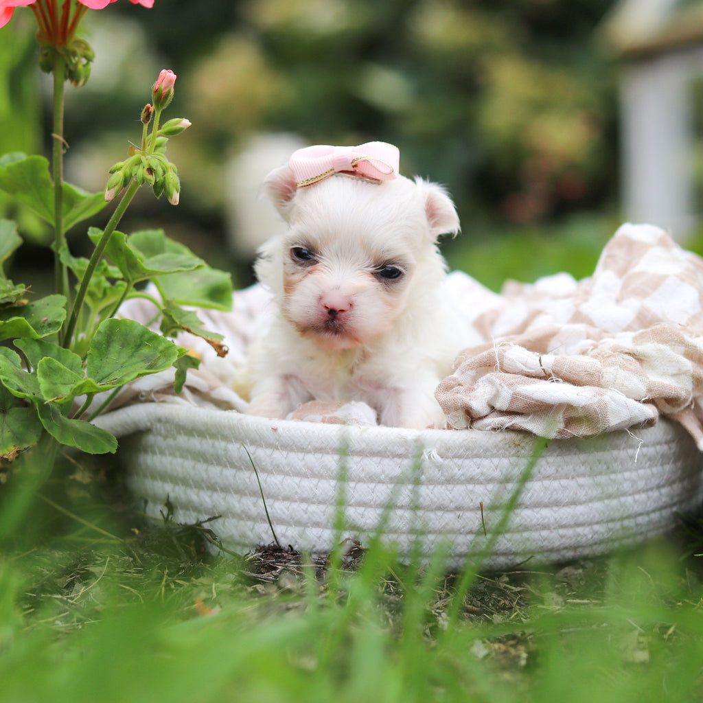 Winifred - Available Now
