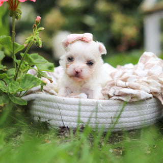 Winifred - Available Now