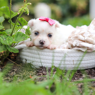 Winnie - Available Now