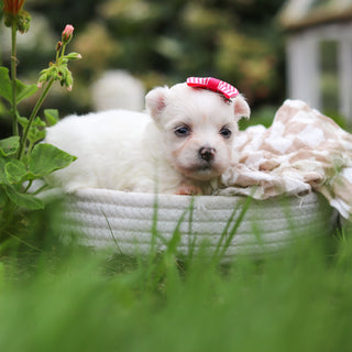 Winnie - Available Now