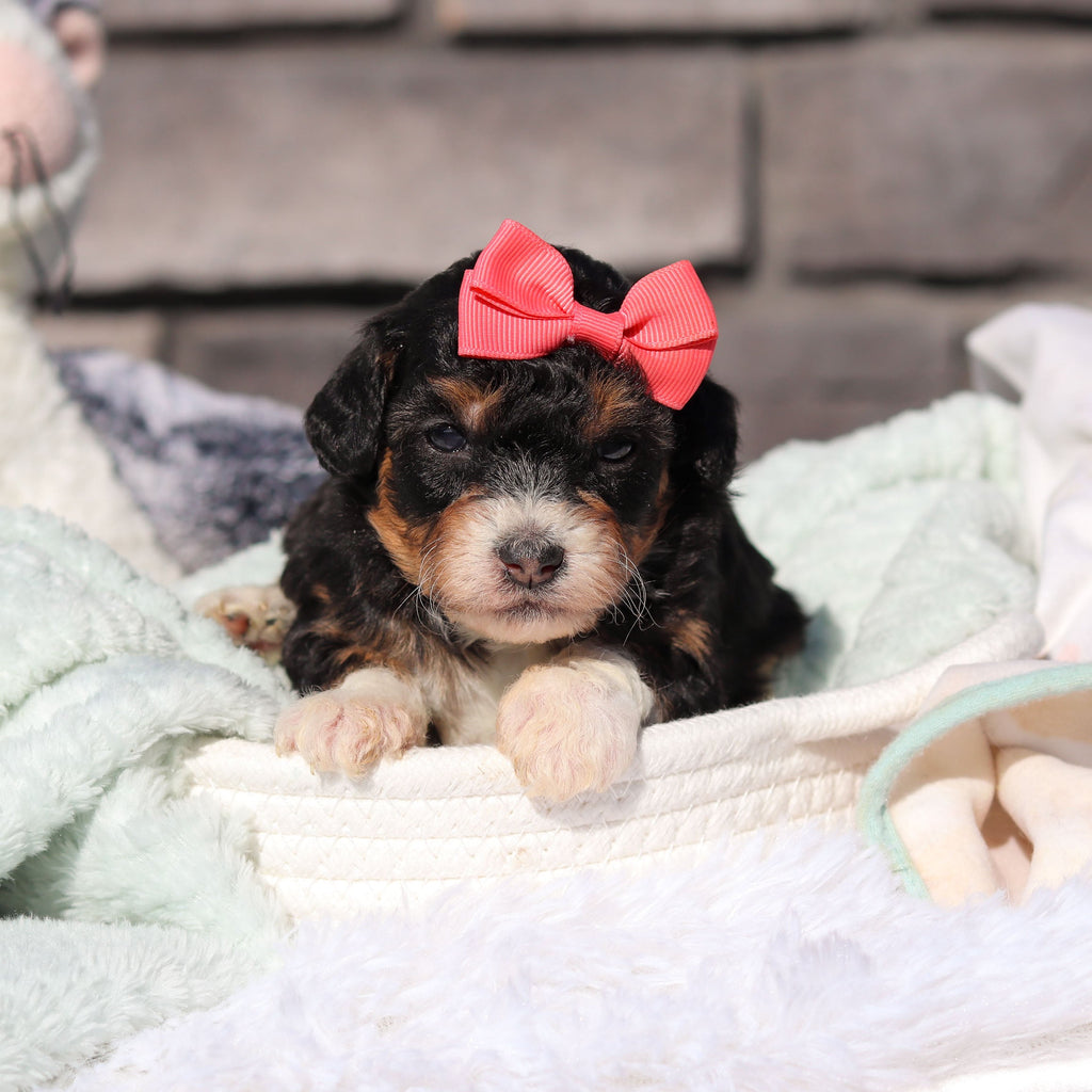 Roxie - Available 6/18