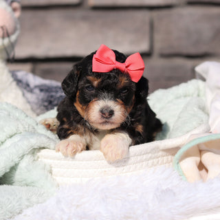 Roxie - Available 6/18