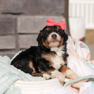 Roxie - Available 6/18