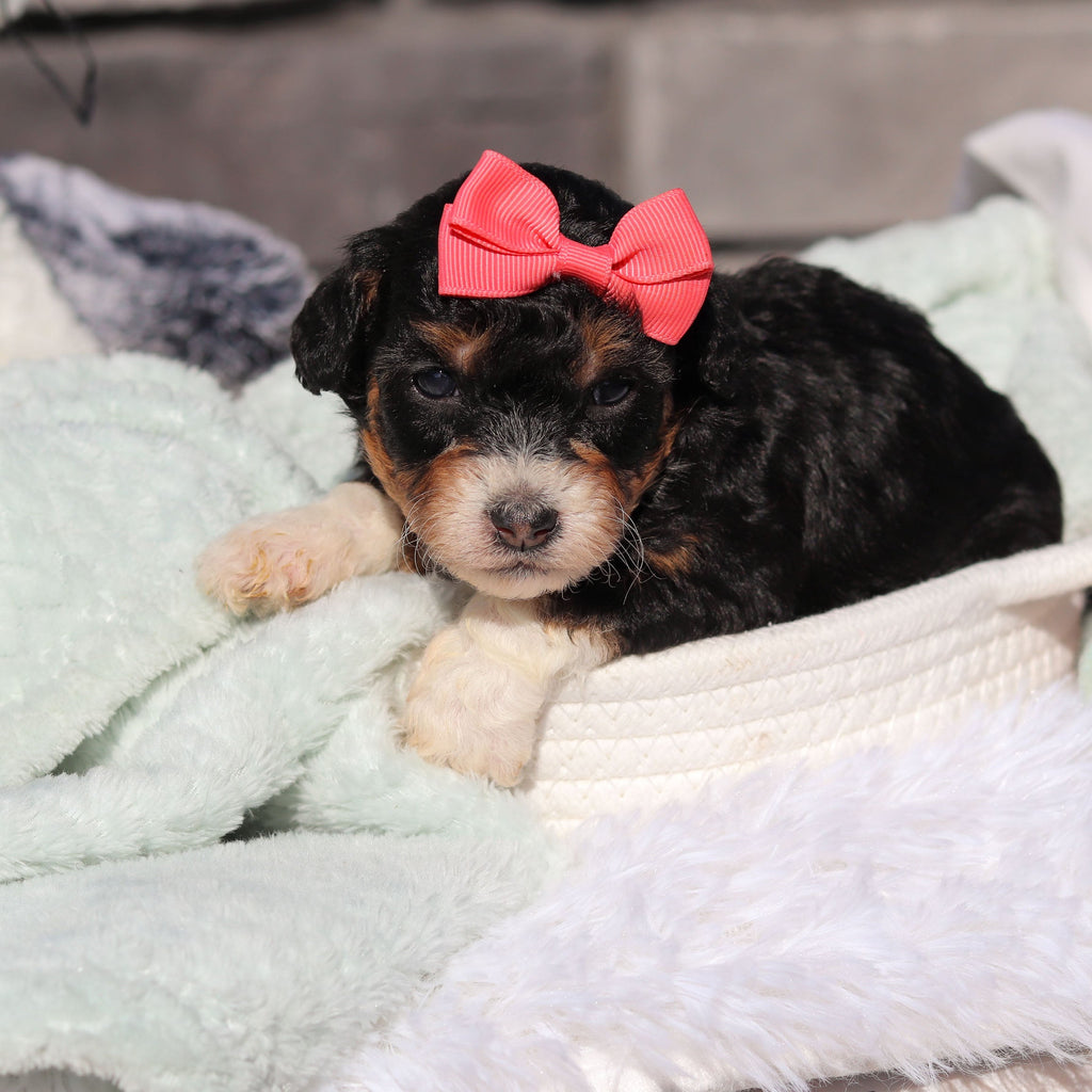 Roxie - Available 6/18
