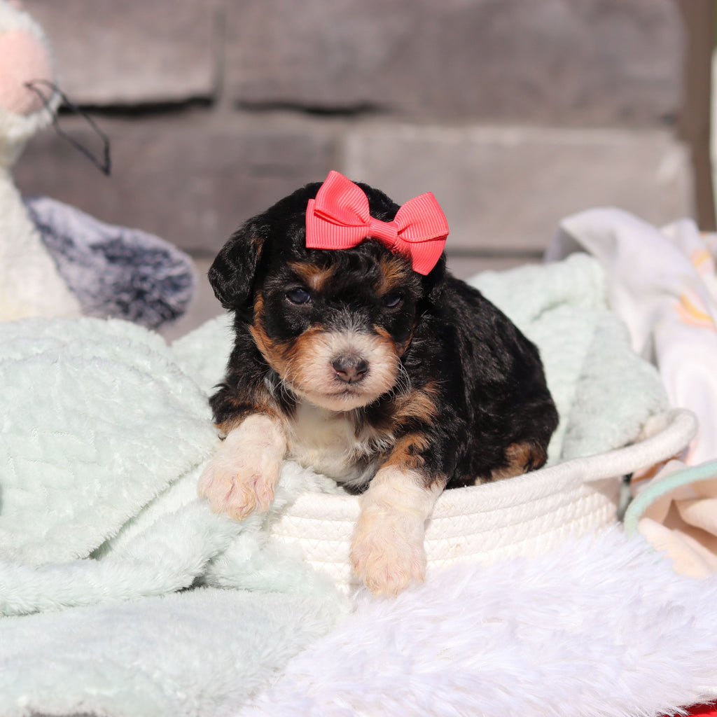 Roxie - Available 6/18