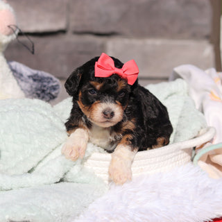 Roxie - Available 6/18