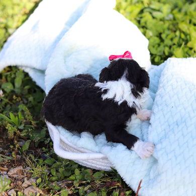 Aggie - Available 6/18