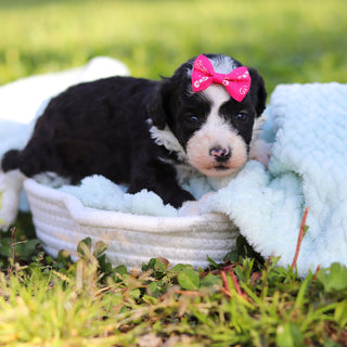 Aggie - Available 6/18